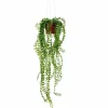 Pilea tekokasvi 55 cm
