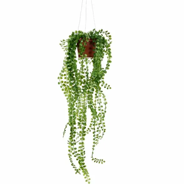 Pilea tekokasvi 55 cm