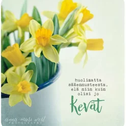 Postikortti Keväiset narsissit