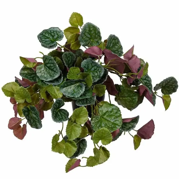Senecio tekokasvi 23 cm