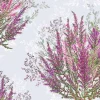 Servetti Calluna
