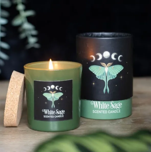 Tuoksukynttilä Luna Moth salvia