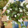 Uudenguineanliisa riippuva valkoinen