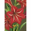 Vintage postikortti Amaryllis