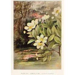 Vintage postikortti Lammella