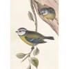 Vintage postikortti Linnut