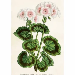 Vintage postikortti Pelargonia