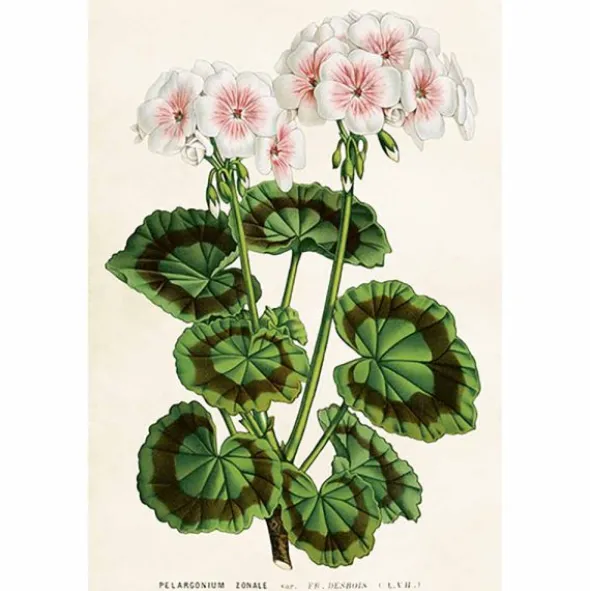 Vintage postikortti Pelargonia